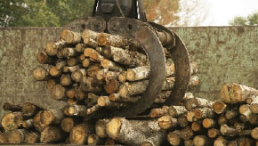 Wood